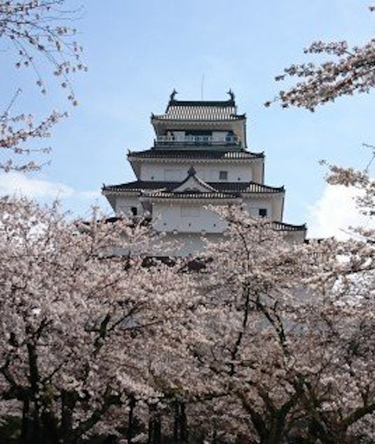 [Image1]Cherry blossom festival held in April at Tsuruga Castle!
