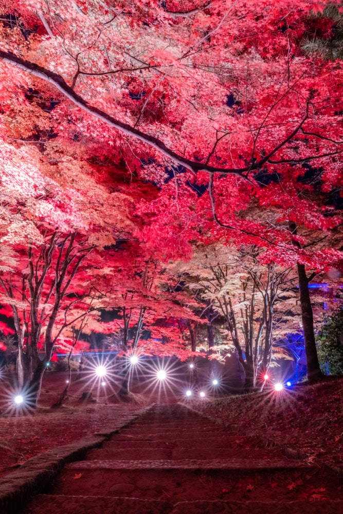 [画像1]福島県にある土津神社の紅葉ライトアップです🍁⠜
