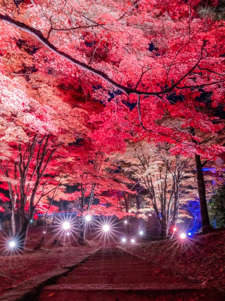 [Image1]It is 🍁 the autumn leaves of Tsuchitsu Shrine in Fukushima Prefecture are lit up ⠜