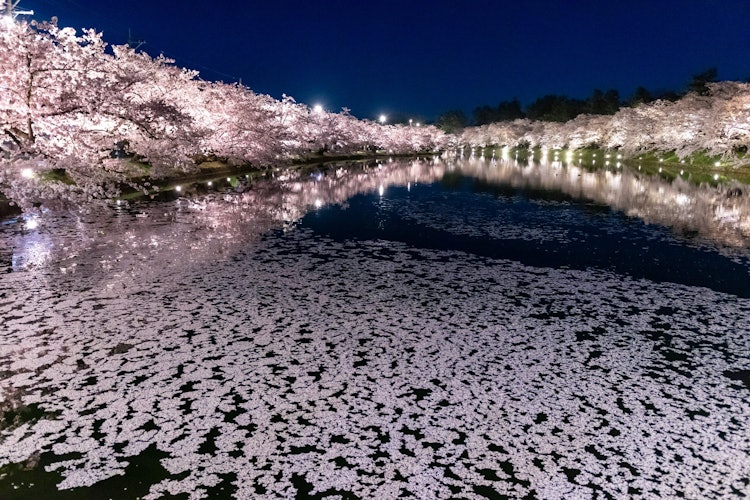 [相片1]弘前公園的三朵被照亮的櫻花，倒映在西護城河中的櫻花，以及零星的櫻花。