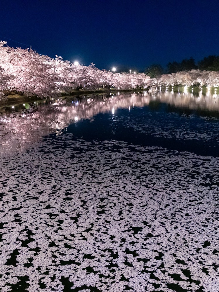 [Image1]A trio of illuminated cherry blossoms in Hirosaki Park, cherry blossoms reflected in the West Moat, 