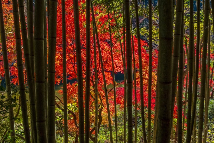 [相片1]这是在爱知县拍摄的竹林和秋叶。