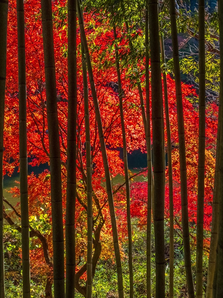 [Image1]This is a bamboo forest and autumn leaves taken in Aichi Prefecture.