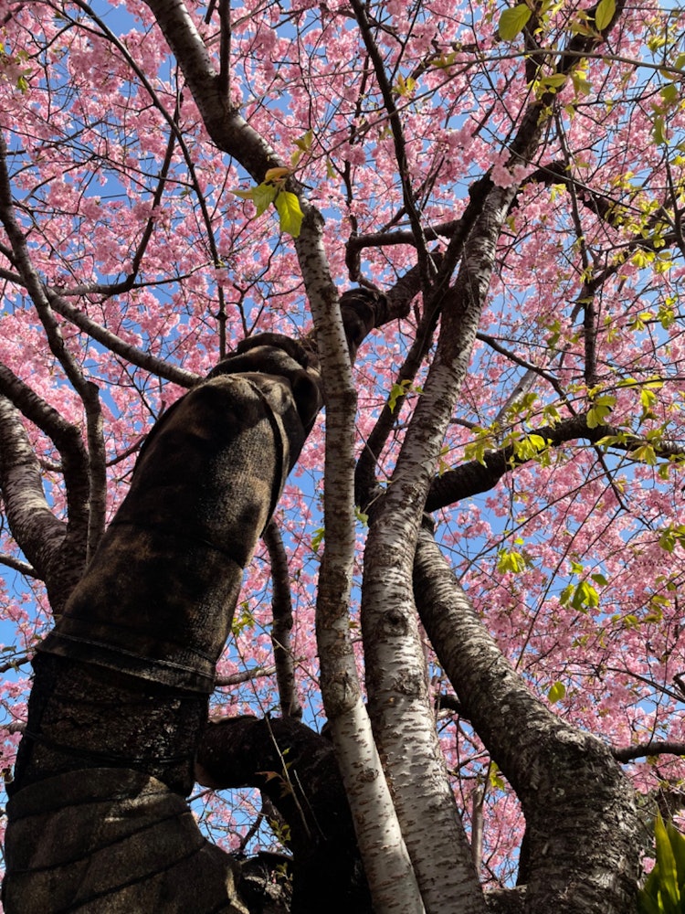 [相片1]它是靜岡縣河津町的河津櫻花生樹。 拍攝日期是2022年2月28日。 盛開。 大約在1955年（昭和30年）左右，這所房子的主人碰巧發現了一棵櫻花樹的嫩枝，這棵櫻花樹在河津川沿岸的雜草中發芽，並將其種植