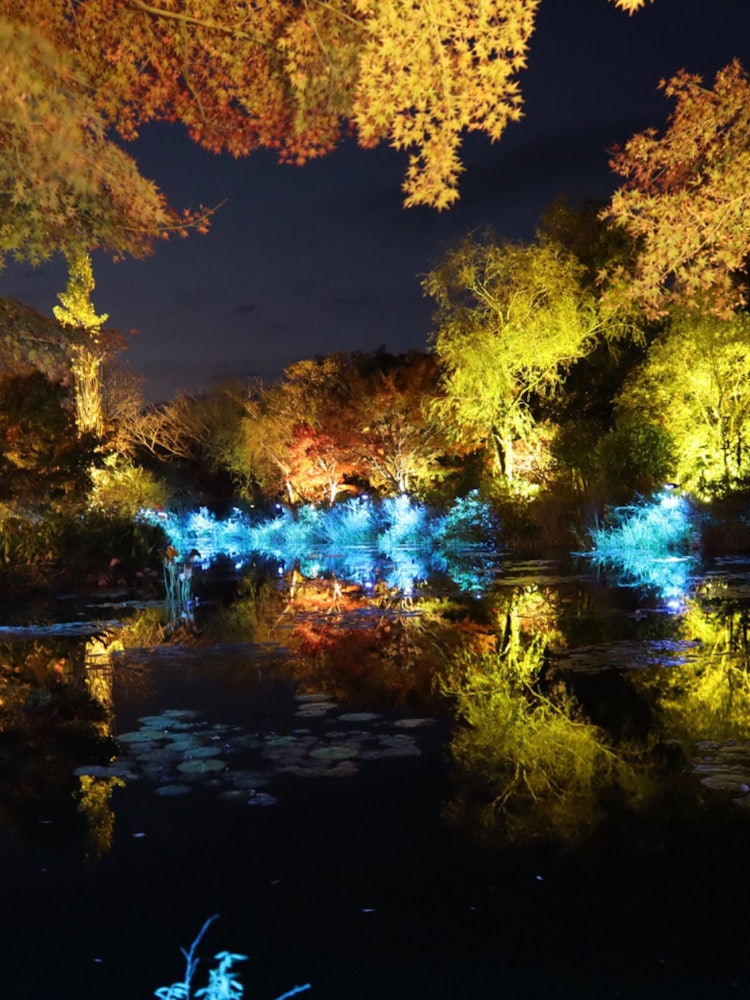 [相片1]北川村，高知縣“莫内的花園”土撥鼠，照明。
