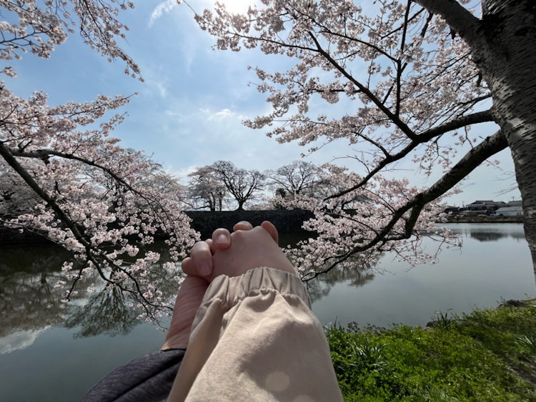 [画像1]🌸さくらのデート🌸ポカポカあったかい季節にデートしてきたさくらちゃんカップルフォト滋賀県彦根市 彦根城のまわりにお堀があり、お堀の周りにはたくさんの桜がありました😌おてて繋いで仲良くお散歩お天気も最高