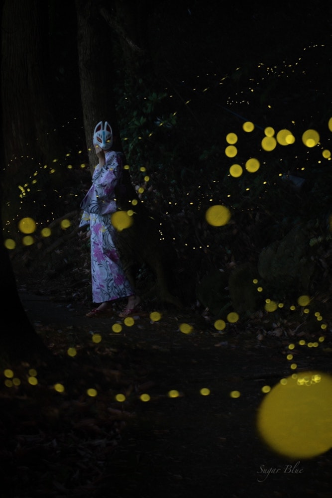 [画像1]姫蛍の舞う夜遠方には行けないから地元で撮影来年にはいろんなスポットで撮影したいですね。