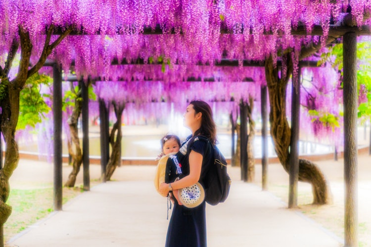 [相片1]兵庫縣朝來市的白井大町紫藤公園由於電暈漩渦，公園已經關閉了很長時間，但從今年到5月，您可以在😌這個地方看到美麗的紫藤架和鯉魚飄帶