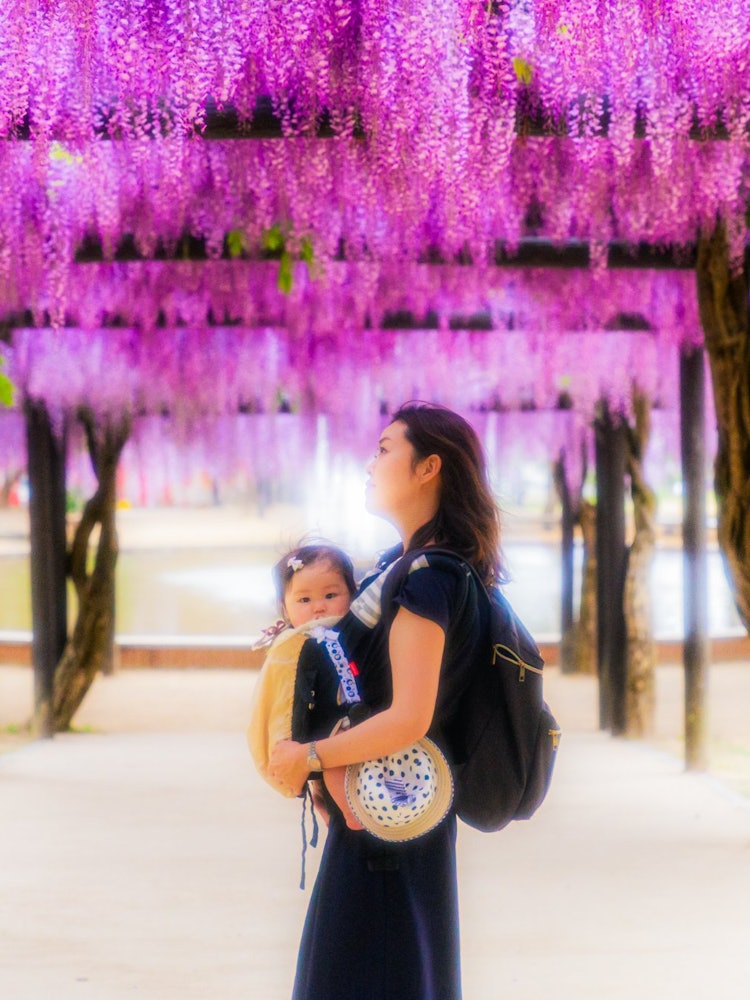 [相片1]兵库县朝来市的白井大町紫藤公园由于电晕漩涡，公园已经关闭了很长时间，但从今年到5月，您可以在😌这个地方看到美丽的紫藤架和鲤鱼飘带