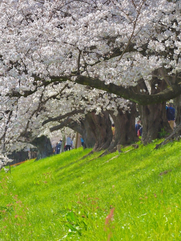 [相片1]京都府岩清水八幡宮附近劈開路堤上的一排櫻花樹。 櫻花美麗的淡粉色和綠色之間的對比非常美麗！