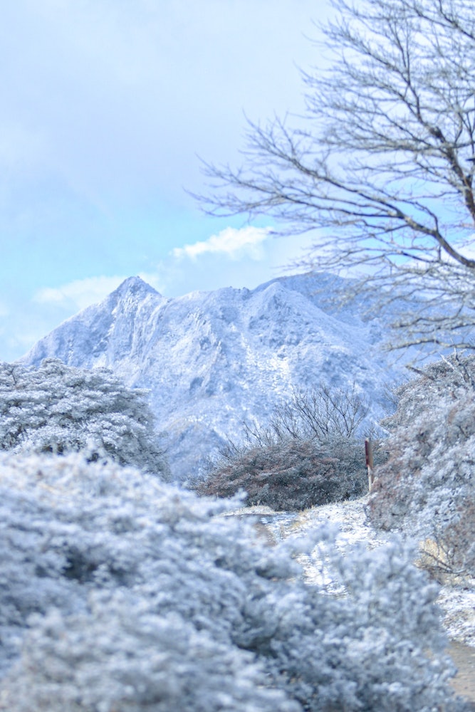 [相片1]当我在大分县别府市攀登鹤见山时这是在你面前蔓延的雪景！我不由自主地松开了快门！