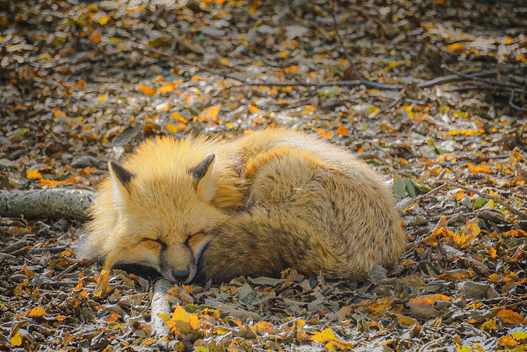 [相片1]藏狐村这是一只睡在枯叶里的狐狸