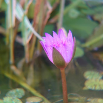 [Image1]Water lily.It is trying hard from the morning to bloom.