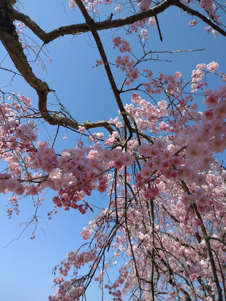 [이미지1]푸른 하늘과 벚꽃 ✿