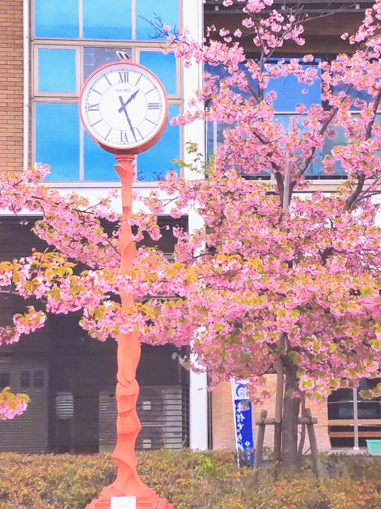 [相片1]尾道 / 广岛当我一边走来走去，一边随意地看着樱花树时，有一个美丽的时钟，我不假思索地拍了这张照片。 尾道对城市景观、拉面和大海都很好，所以✌️我想再去那里！