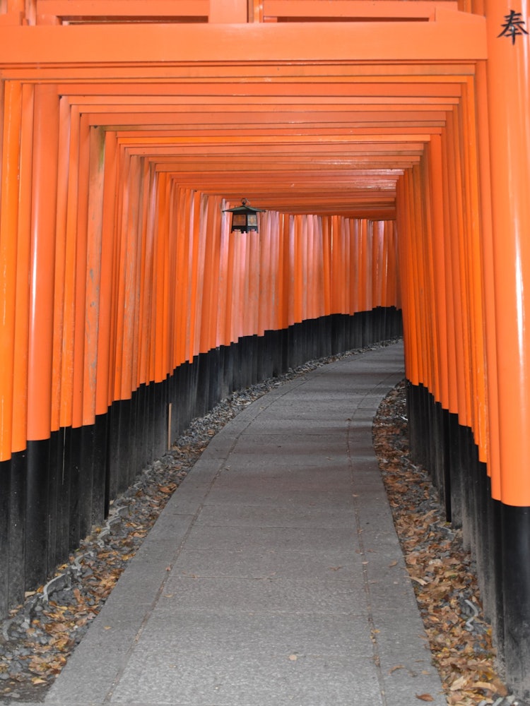 [Image1]Fushimi inari taisha is one of the top most tourist destination of Japan. It looks very beautiful an