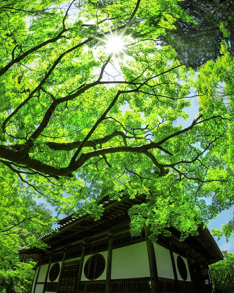 [이미지1]오카야마현 소자시에 있는 호후쿠지는 단풍으로 유명한 곳이지만, 초여름의 신록도 아름답습니다.