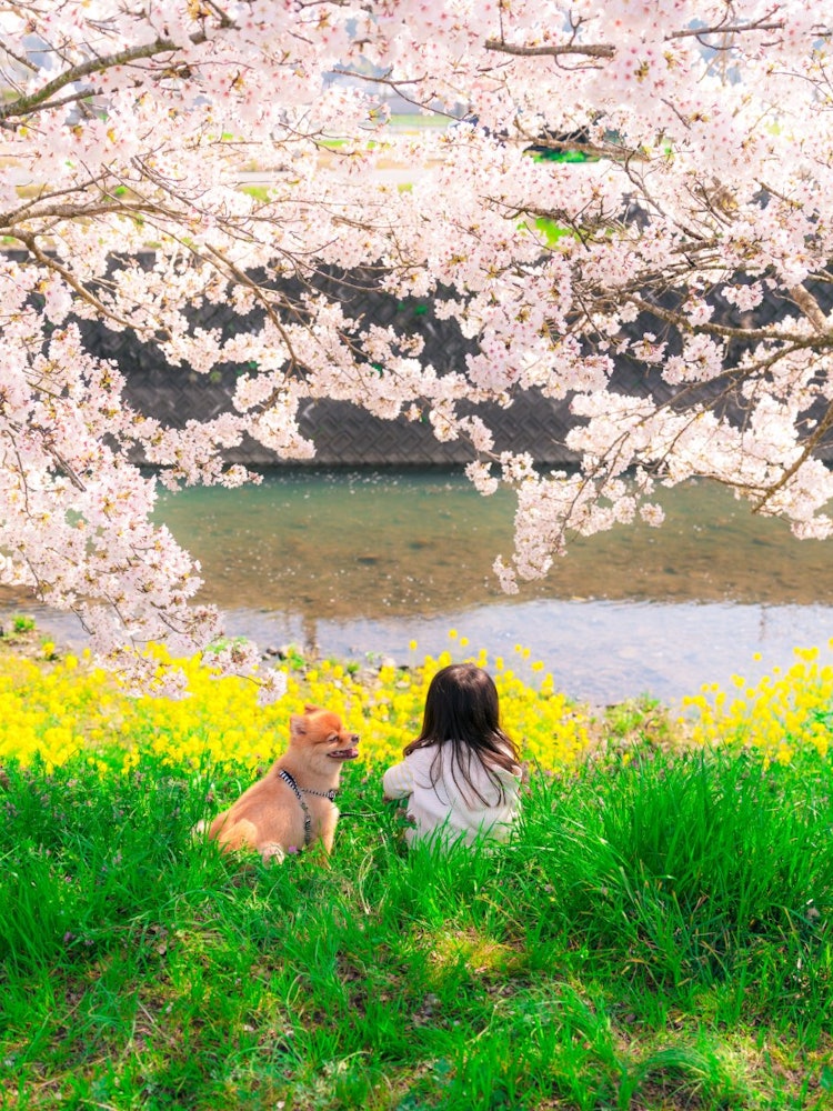 [Image1]The cherry blossoms and rape flowers along the Egawa River in Sayo Town, Hyogo Prefecture were beaut