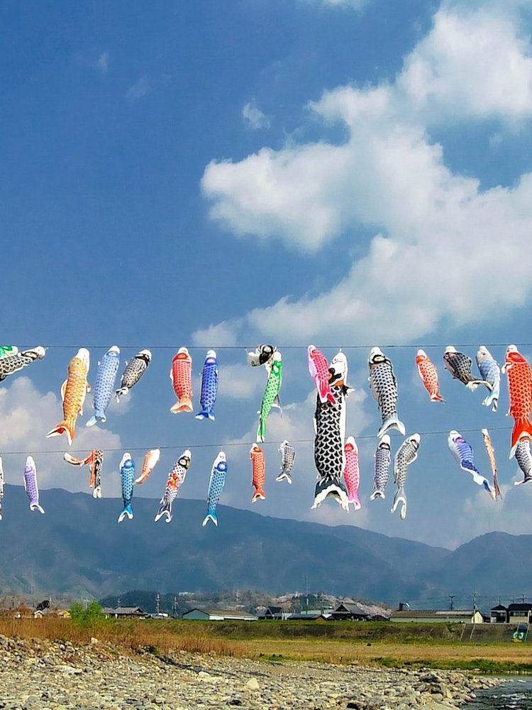 [Image1]There were many carp streamers raised in the Tanyu River, which flows through Kudoyama Town, Wakayam