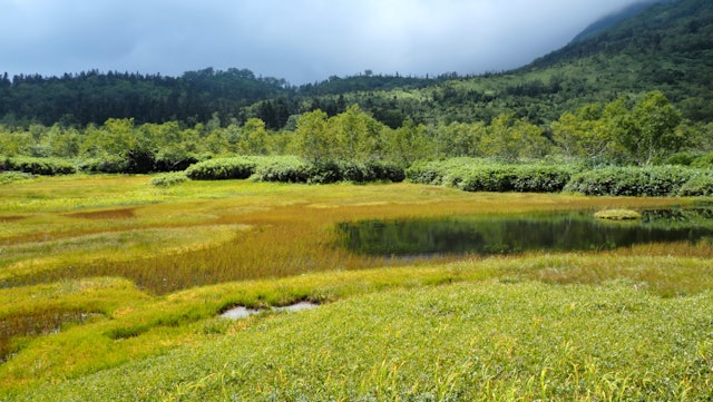 [画像1]信州小谷村 栂池高原の標高1,920mに有る浮島湿原は、渡る風も秋の訪れを少しずつ運んできでました。 夏の緑鮮やかな湿原も徐々に多彩な色彩をまとい始め草紅葉の見頃には早いですが、夏から秋へ季節の変化を