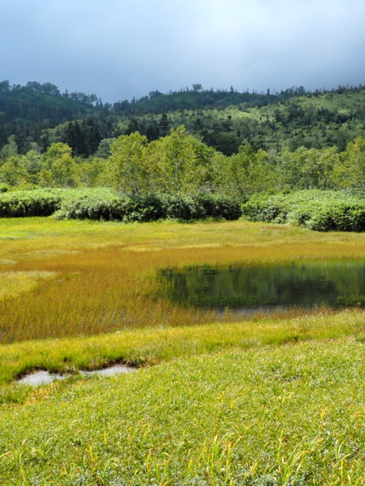 [Image1]Shinshu Otari Village Tsugaike Highland's floating island wetland at an altitude of 1,920 m is gradu