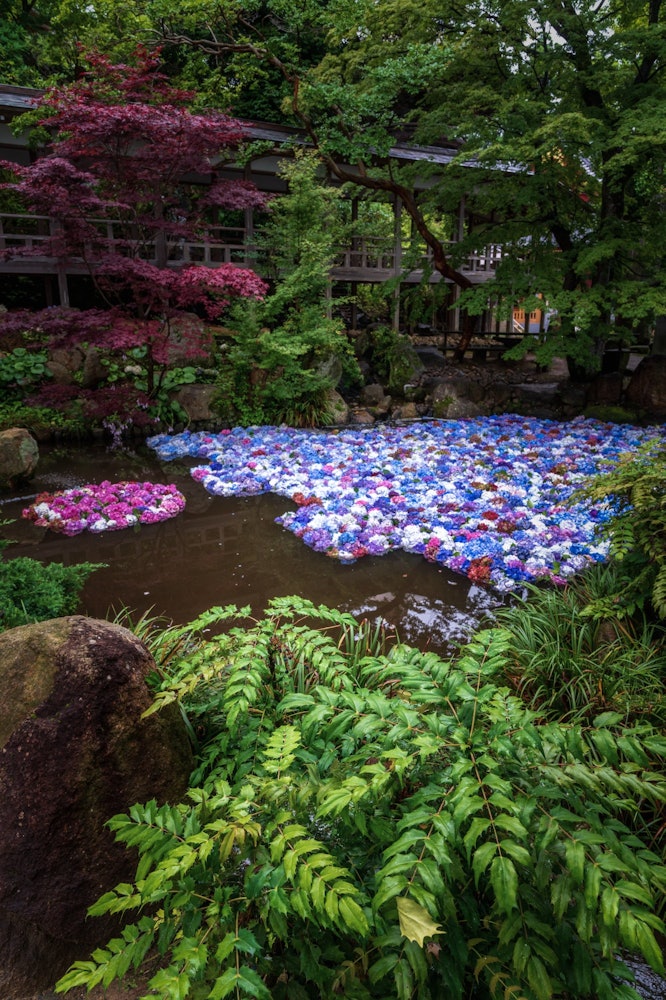 [相片1]宇比紀觀音的茨城繡球花（垂直構圖）可惜整個池塘里沒有種滿繡球花