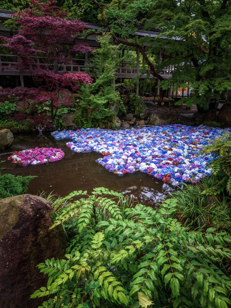[相片1]宇比紀觀音的茨城繡球花（垂直構圖）可惜整個池塘里沒有種滿繡球花