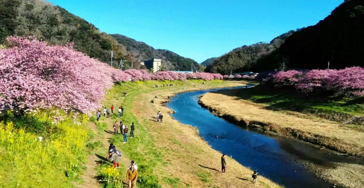 [画像1]静岡🌸県河津市で初めての桜ツアー川沿いの桜の木はただの魅惑的な景色😍🌸です