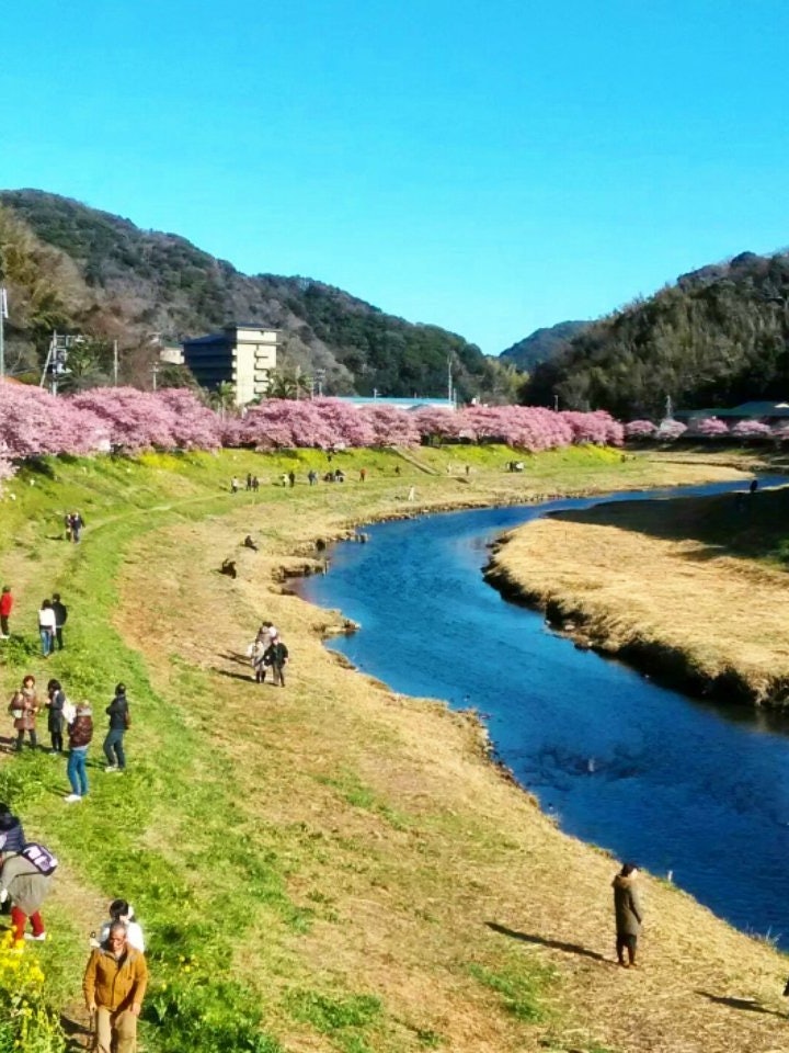 [Image1]My first sakura tour in Kawazu, Shizuoka 🌸The sakura trees along the river is just a mesmerizing vie
