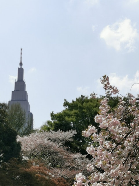 [Image2]I saw cherry blossoms at Shinjuku Gyoen National Garden (о ́∀'о) 🌸It was a good cherry blossom viewi