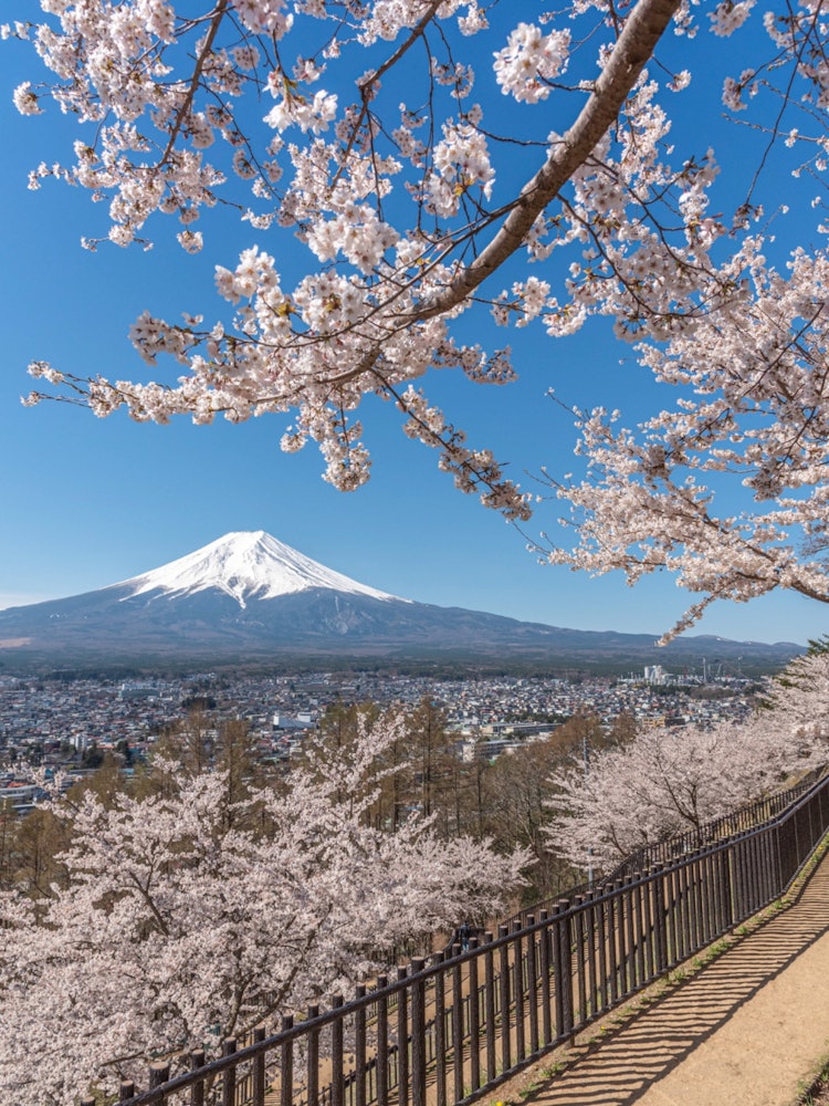 [Image1]Obsessed with the charm of Mt. FujiSpring Fuji 🌸(1)