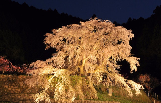 [画像1]奈良県本郷にある又兵衛桜、樹齢およそ300年の一本桜です。 平成12年のNHKの大河ドラマのオープニングで使われ有名になりました。 投稿写真はライトアップされたときの撮影です。