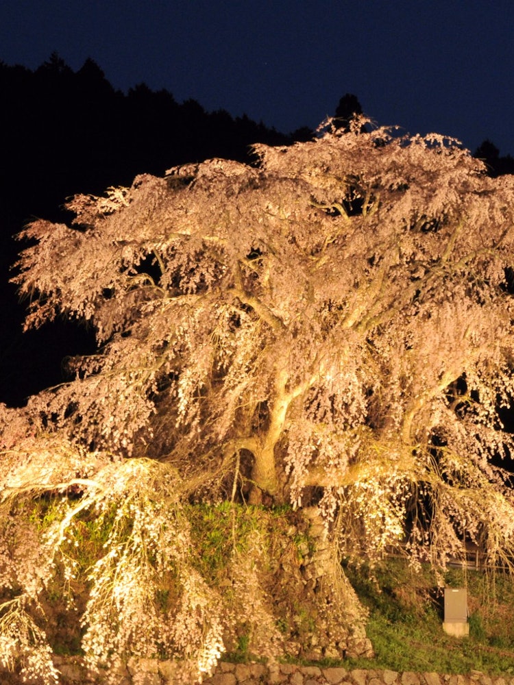 [画像1]奈良県本郷にある又兵衛桜、樹齢およそ300年の一本桜です。 平成12年のNHKの大河ドラマのオープニングで使われ有名になりました。 投稿写真はライトアップされたときの撮影です。