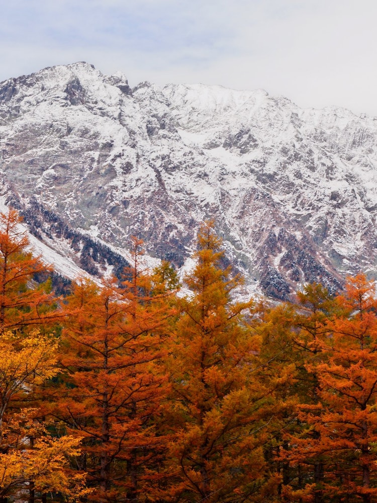 [相片1]地点： 上高地记录到第一场雪的第二天，针叶树的颜色与山面微弱的积雪形成了鲜明的对比，非常美丽。