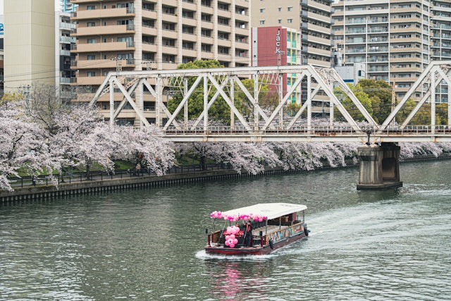 [画像1]大阪大川のさくらクルーズ.船に乗って桜を楽しむことができ、特別な体験ができます。