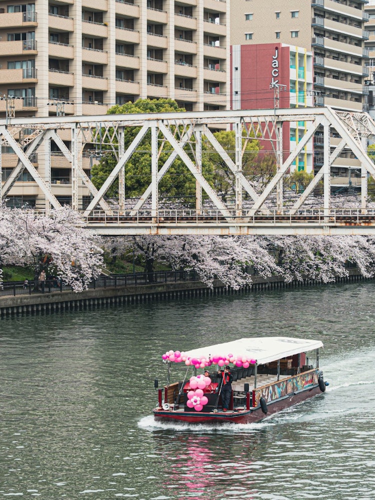 [相片1]櫻花巡遊大阪大川。您可以在船上欣賞櫻花，並獲得特別的體驗。