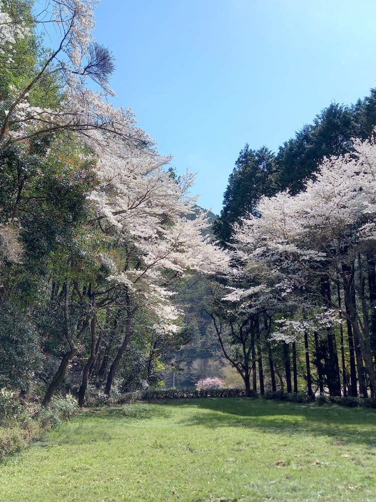 [Image1]The cherry blossoms in Niho, Yamaguchi City, are alone!
