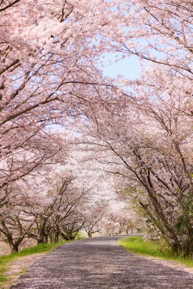 [画像1]奈良県のとある場所の桜のトンネルです！春の季節には来たくなる場所のひとつ。
