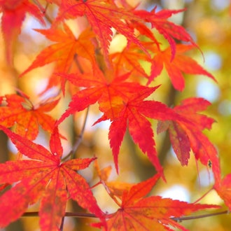 [相片2]这些是去年秋天在当地拍摄的红叶。我在一座安静的寺庙里感受到了秋天。