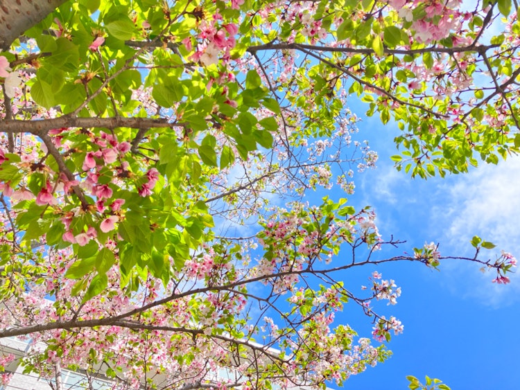 [相片1]櫻花現在已經開始落下了，但綠色和粉紅色的色調也很好！