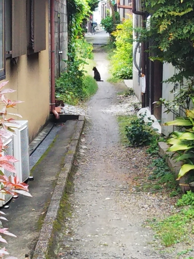 [相片1]京都市中心的一條小巷。一隻黑貓在遠處盯著我。