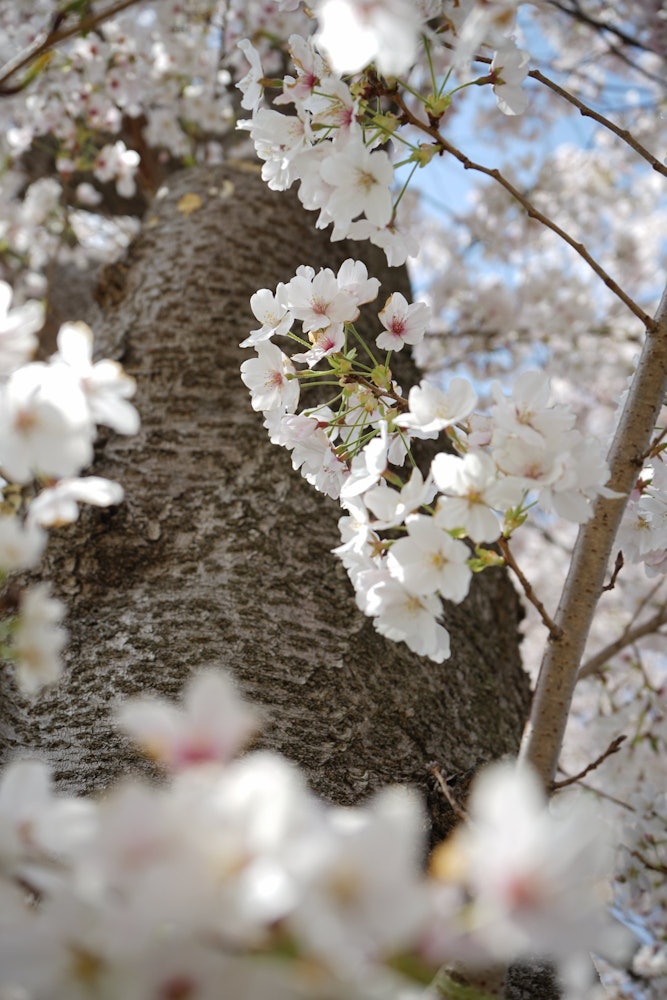 [相片1]这张照片是在京都的backwari堤岸拍摄的。我想做一个樱花的相框。