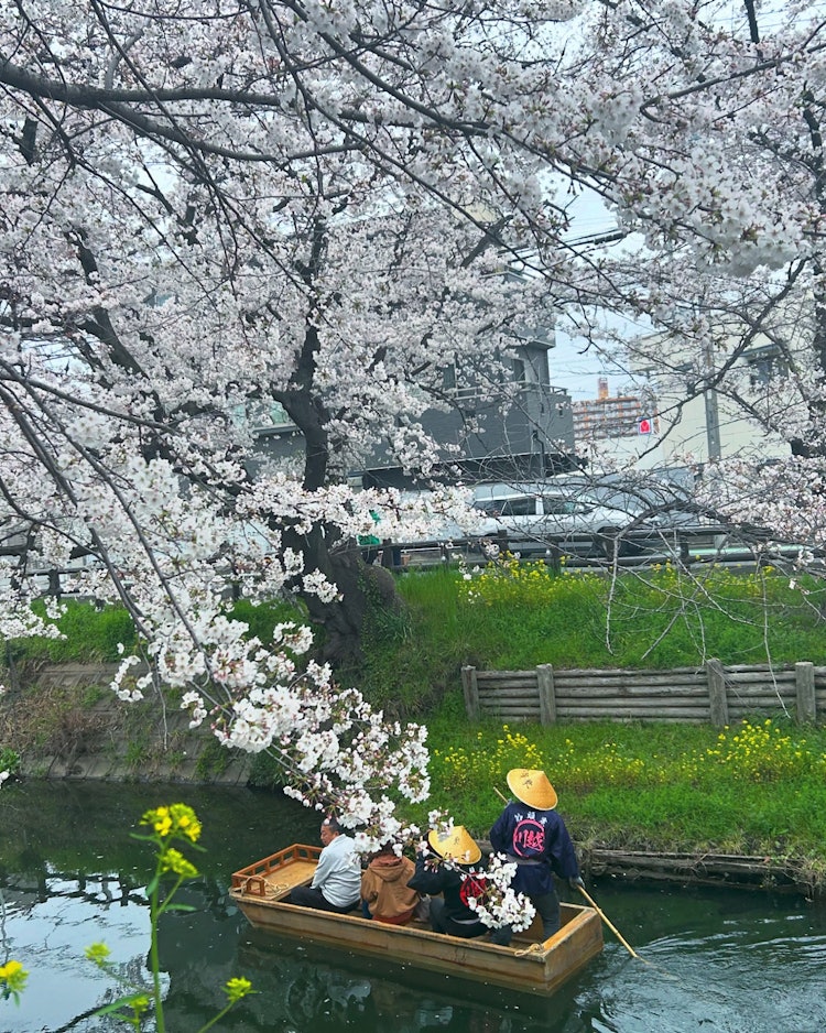 [相片1]摄于24年4月6日。在川越日川神社的后面，是新加西川的荣誉樱花。樱花和船的组合很有品位。