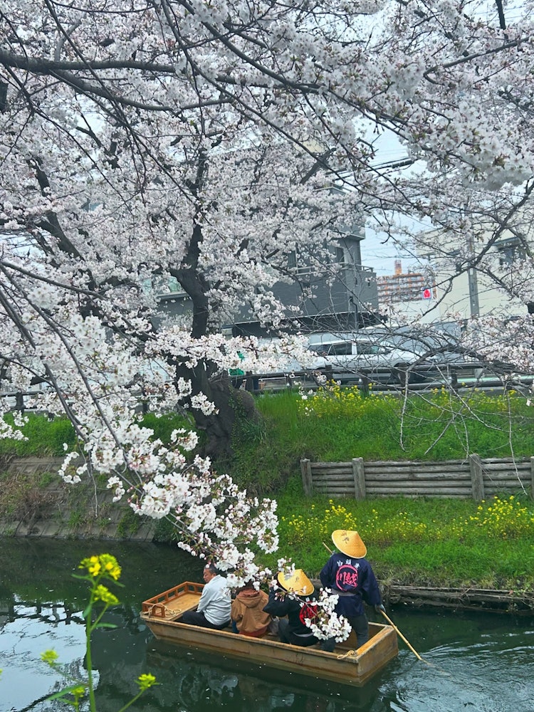 [이미지1]24년 4월 6일 촬영.가와고에 히카와 신사 뒤편에는 신가시 강의 명예 벚꽃입니다.벚꽃과 보트의 조합이 맛있습니다.