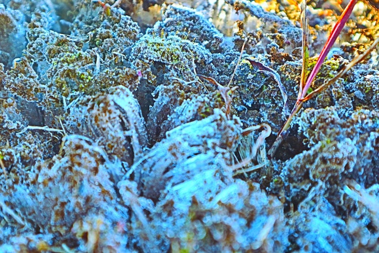 [画像1]初霜が降りた氷点下の朝
