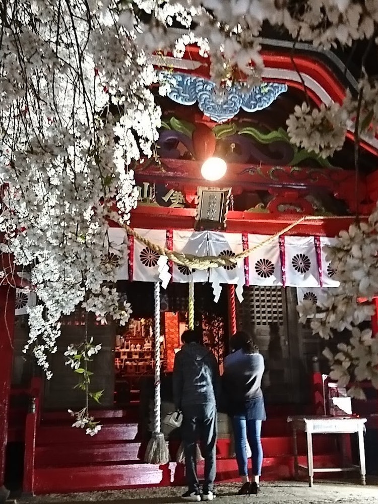 [画像1]福島県いわき市の小川諏訪神社2018年4月3日の撮影ですしだれ桜の大木と夜間のライトアップが有名な神社で福島県の南側にあるので3月末に桜の開花が始まります。昼は朱色が鮮やかで良いのですが夜は竹灯籠など