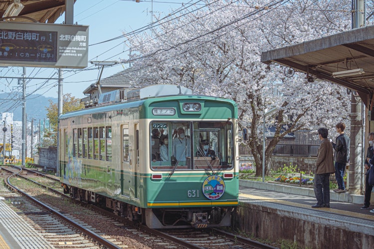 [画像1]桜が満開の嵐電龍安寺駅。 嵐電沿線には桜の名所が多く、春になると多くの観光客がここを訪れます。 京都の静かな風景を背景に花見ができます。