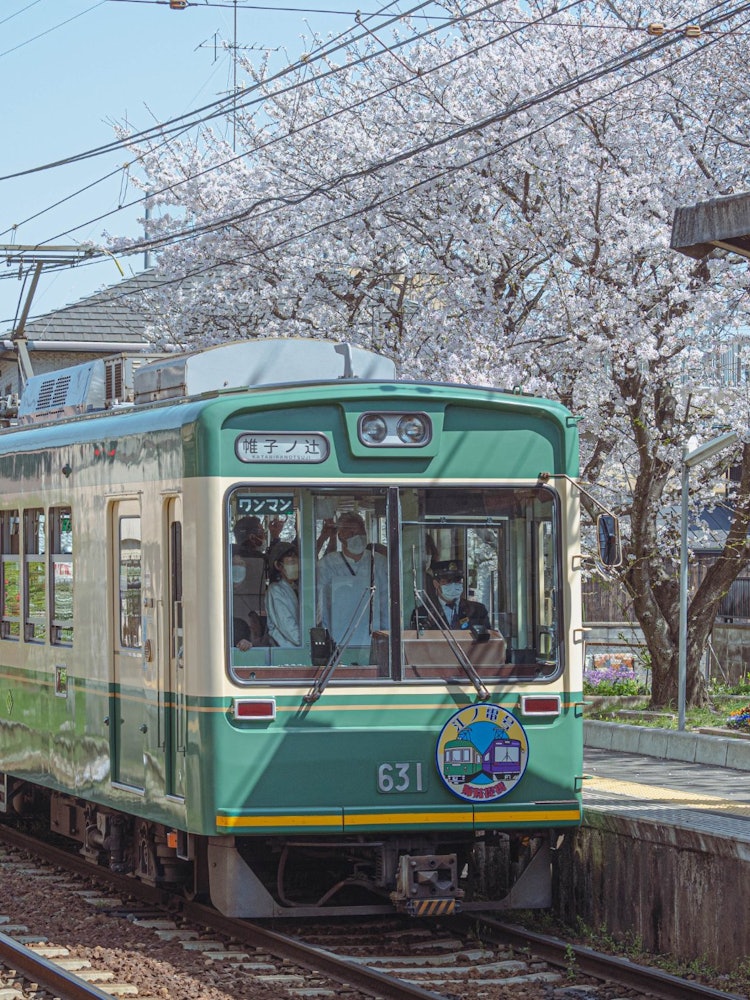 [Image1]Arashiden Ryoanji Station with cherry blossoms in full bloom. There are many famous cherry blossom s