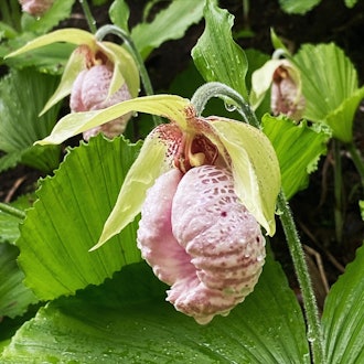 [Image1]Cypripedium japonicum(Kumagaiso) 💐 in Saruhashi TownThe Best time to visit 🎶 the Cypripedium japonic