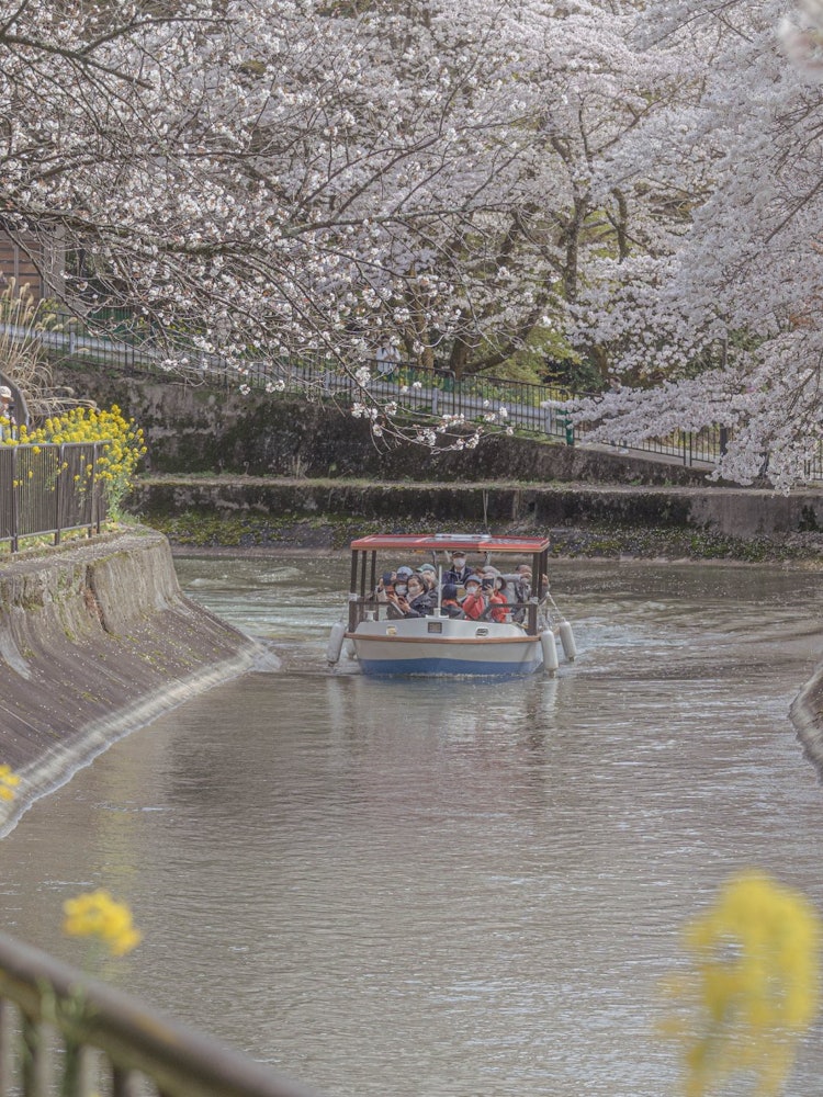 [Image1]Harmony of cherry blossoms and rape blossoms.This is the scenery of the waterway of Kyoto Yamashina.